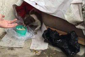 流浪小狗竟然只有3条腿！看到它的那一刻，心像六月飞霜般寒冷！图片