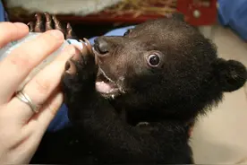 母熊被抓去抽胆汁，留下一双还吃奶的熊宝宝变成孤儿图片