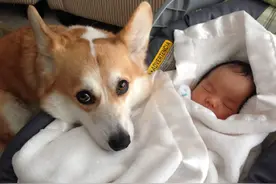 狗狗会和宝宝争宠？但过几天后发现他们的担心是多余的图片