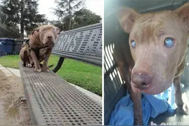 盲眼斗牛犬刚生产完就惨遭遗弃，看到她得救后的样子超心疼。图片