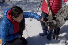 新农人养殖户：憨憨的獾子赚钱不含糊！图片