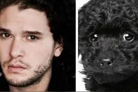 好眼熟！这些国内外明星竟和萌宠意外“撞脸”，笑cry了！图片