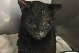 火灾中救出一只烧焦的猫，还好没安乐死它，求生意志简直惊人图片