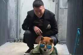 你看那个明星，好像一条狗图片