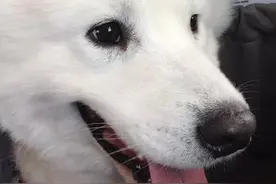 领养故事：死里逃生的屌丝壮壮变身温哥华高富帅图片