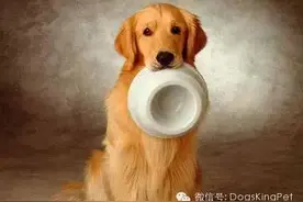 原创 | 狗不爱吃饭解决办法图片