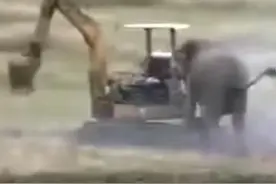 大象看到正在毁坏自己家园的挖掘机，它接下来的举动让所有人羞愧图片