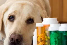 引发狗狗肺炎的因素及症状图片