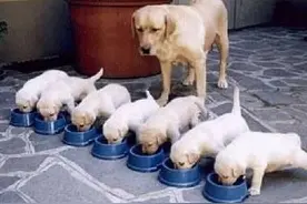 幼犬喂养注意事项图片