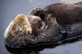 水獭妈妈抱紧睡着的小宝宝不放手，有妈的孩子像块宝图片