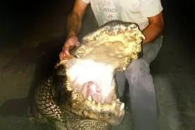 男子成功捕捉326公斤的大鳄鱼，用的竟然是这个方法，开眼界！图片