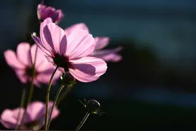 保护美女、老人和小孩：这何止一句撩妹情话图片