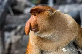 这些奇异植物和珍稀异兽，你绝对没见过图片