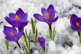 《疯狂动物城》中的“午夜嚎叫”藏红花让动物疯狂，真是这样吗？图片