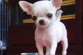 每日一宠，“你了解吉娃娃吗”图片