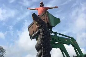 农场里的牛经常无缘无故消失 捉到“凶手”后只能用挖土机来抬图片