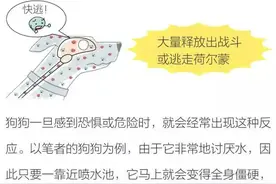 边牧伴侣犬百科-狗狗为什么会出现全身僵硬肌肉绷紧？图片