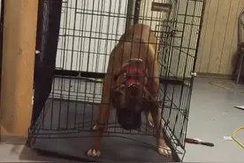 笼门完好无损狗狗却能从中逃脱，没想到竟然是用这招图片