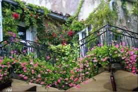 春天到了，露台适合养什么花？户外露台绿化的注意事项有哪些？图片