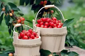 可以摘樱桃了！重庆最新最全樱桃采摘地图在此！约吗？图片