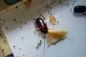 消灭厨房蟑螂的小妙招，你知道几个？图片