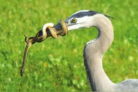 自然界的天敌，老鹰有绝杀技！毒蛇遇上老鹰就是逃也难逃一死图片