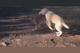 狗狗仗着身子大些，总想欺负身小的猞猁！