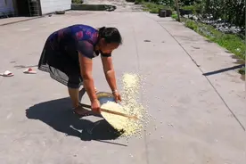 农村妈妈煮一锅糯玉米，放在院坝里暴晒，过年好打爆米花