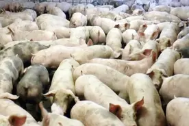 养猪场内拍摄片中可见 逾30头猪只尸体堆积如山