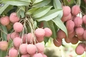 50万一颗水果被女子偷吃？“挂绿荔枝”为啥贵炸天视频封面