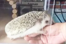 日式无聊——一只刚成年的日本小刺猬 爱上了主人胖呼呼的手掌视频封面