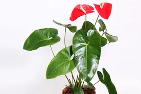 水培红掌叶子发黄焦边干枯咋办？别急，小花匠教你三招简单方便还省钱