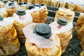 海宁猪倌不养猪改种桑黄 1公斤卖4000元