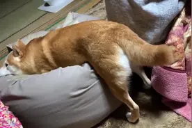 柴犬发现主人不理它，竟然趴在主人身后生闷气，场面十分滑稽视频封面