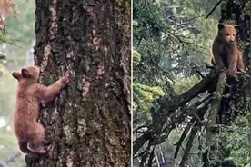棕熊怕照相？摄影师偶遇棕熊母子，熊宝宝吓得爬上了树图片