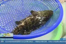 鲜鱼买回家保存不当，鱼肉产生“组织胺”，该怎么办？视频封面