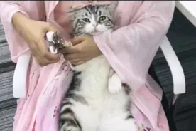 我想当一只可爱的猫，还会乖乖的，才能黏着女主人，好羡慕这种猫有这种福利