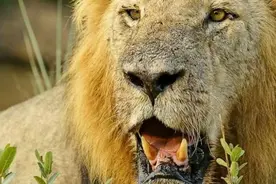 三只雄狮合力杀死一只半成年狮子，疯狂撕咬简直惨不忍睹！图片