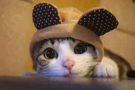 我们为什么对有些东西感到可爱？[中文字幕]