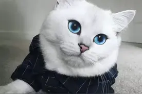 自带美瞳、眼线的猫咪，美得不要不要的！图片