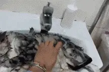 周末帮喵主子洗澡，看着它一脸被狗哔了的表情，别提我多难受了图片