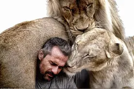 摄影师把自己关笼子里拍摄一群狮子，但笼子外出现一个人让他吃惊图片