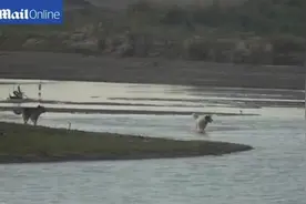 狗狗不知河中藏有大量鳄鱼竟朝其冲去，结果惨不忍睹！图片