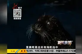 国际海豹日：冰城海豹上演浪漫求爱记图片