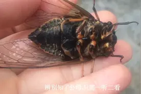 农村纪实：会叫的知了，是公的还是母的？你知道吗？