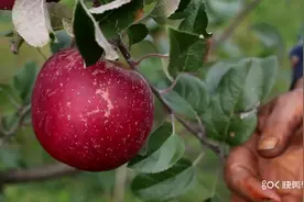 糖心苹果果子切开果核周围有一圈像蜂蜜一样颜色，