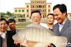 “霸王级”寒潮后吉奥罗非鱼为何安然无恙？图片