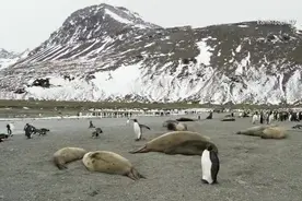 原来海豹也会这样躺着挠痒痒抠抠手，吃手手，怎么这么可爱啊！！视频封面