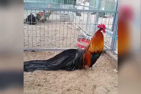 凤凰长尾公鸡，这公鸡真漂亮，尾巴一米长，国内好像没有，可以养来当宠物