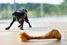 狗吃骨头卡住怎么办 最好到医院进行处理图片